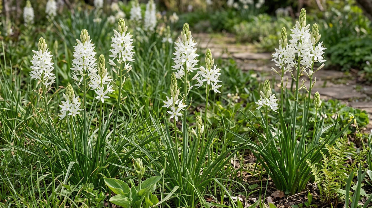 Camassia 'Alba Plena' - Harding & Bloom