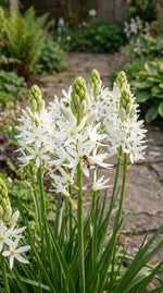 Camassia 'Alba Plena' - Harding & Bloom