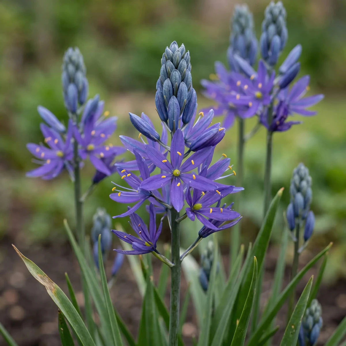 Camassia 'Esculenta Quamash' (camas) - Harding & Bloom