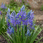 Camassia 'Esculenta Quamash' (camas) - Harding & Bloom