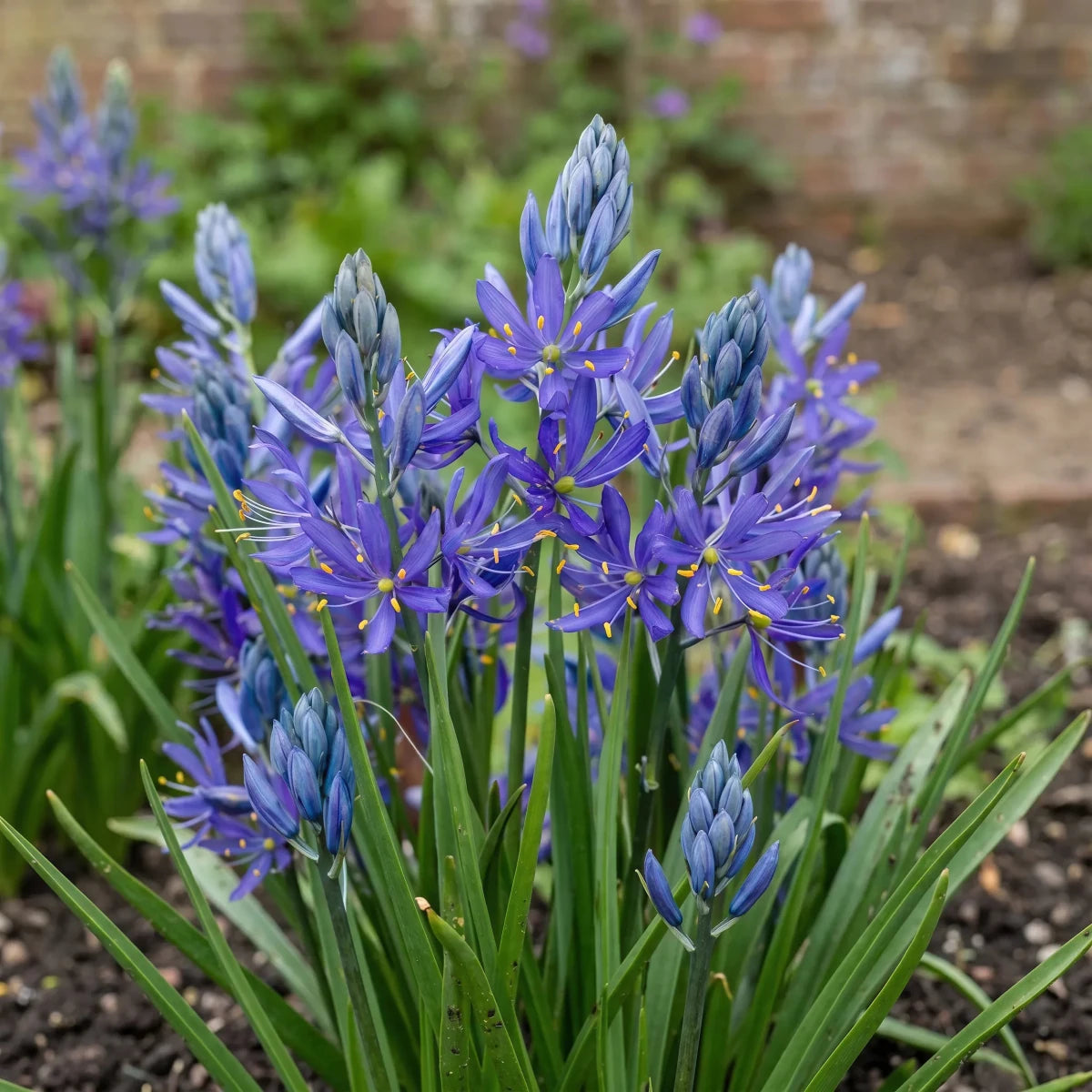 Camassia 'Esculenta Quamash' (camas) - Harding & Bloom