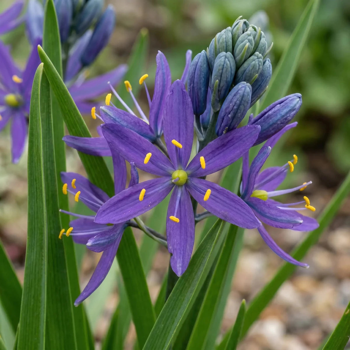 Camassia 'Esculenta Quamash' (camas) - Harding & Bloom