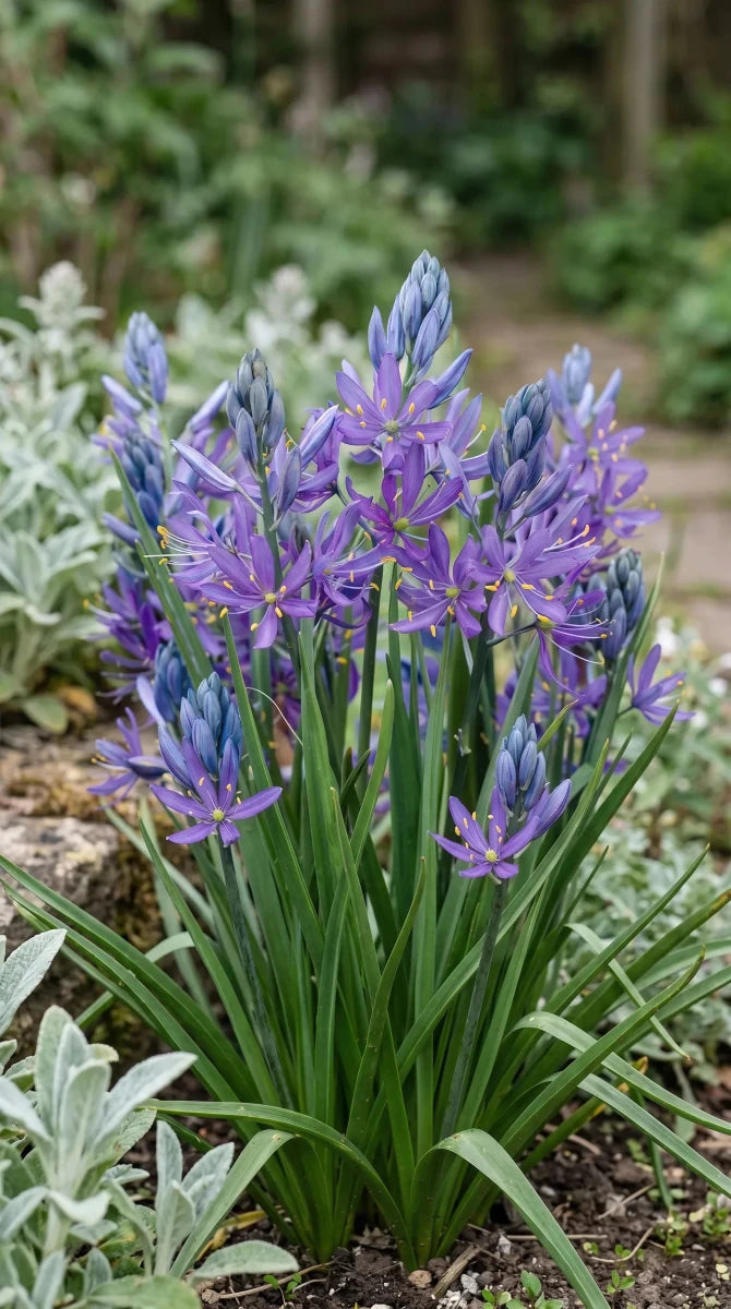 Camassia 'Esculenta Quamash' (camas) - Harding & Bloom