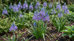 Camassia 'Esculenta Quamash' (camas) - Harding & Bloom