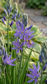 Camassia 'Esculenta Quamash' (camas) - Harding & Bloom
