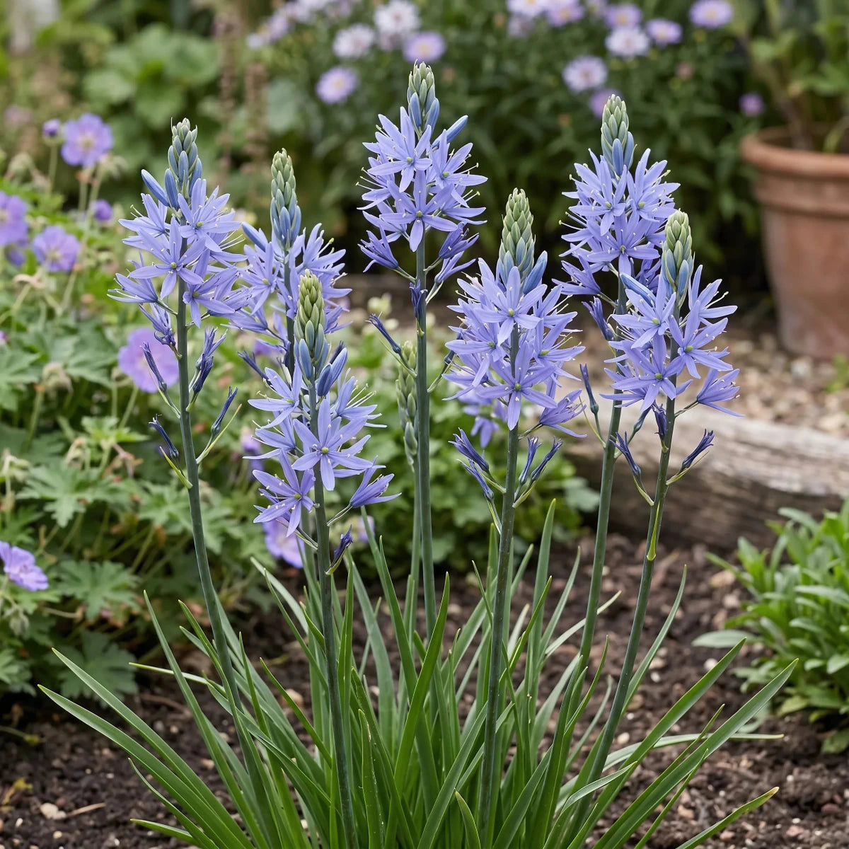 Camassia 'Cusickii' (Cusick's camass) - Harding & Bloom