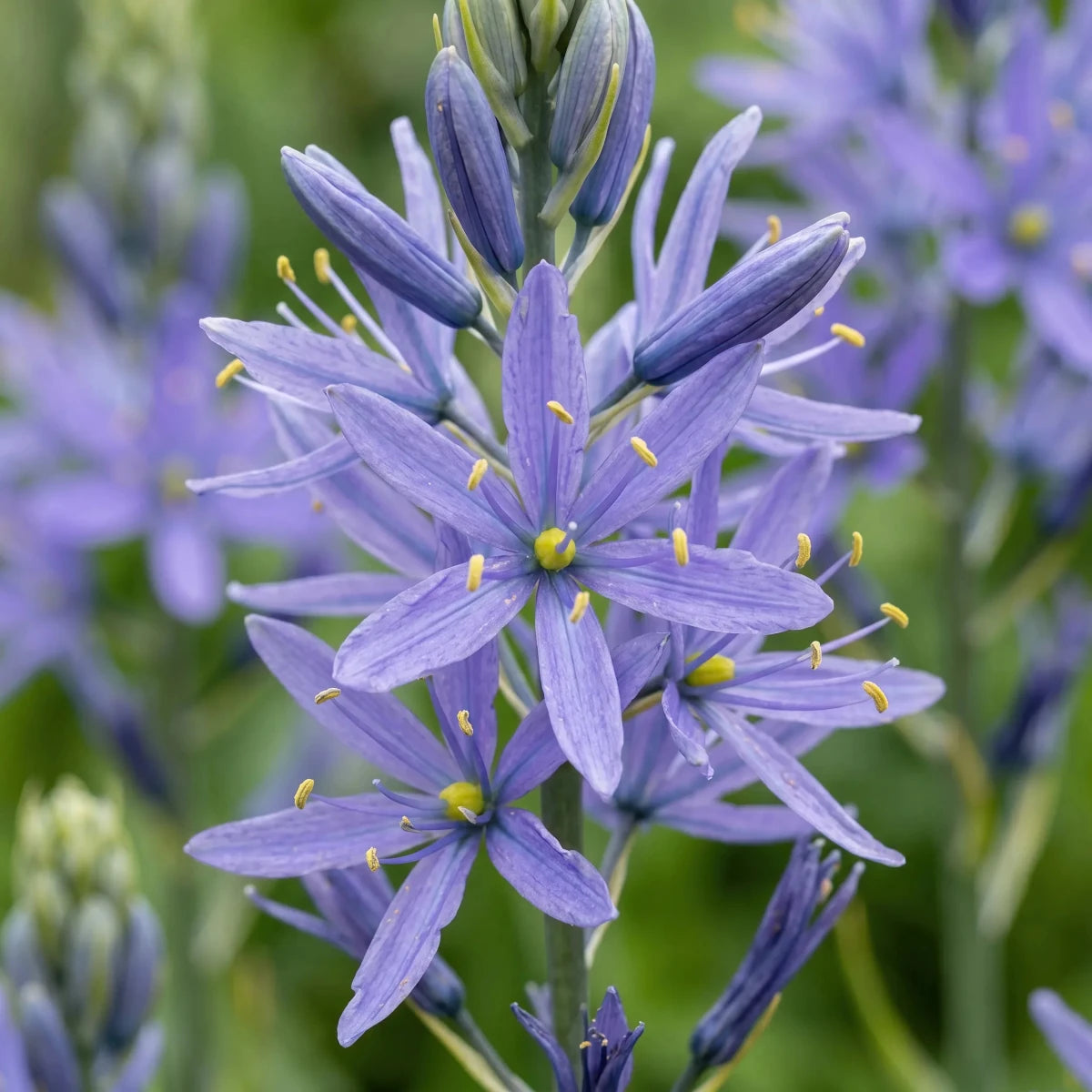 Camassia 'Cusickii' (Cusick's camass) - Harding & Bloom
