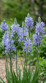 Camassia 'Cusickii' (Cusick's camass) - Harding & Bloom