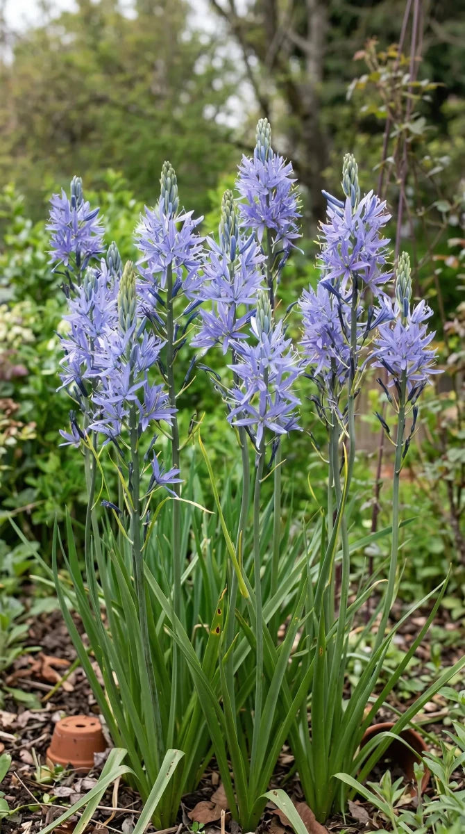 Camassia 'Cusickii' (Cusick's camass) - Harding & Bloom