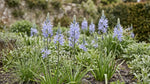 Camassia 'Cusickii' (Cusick's camass) - Harding & Bloom