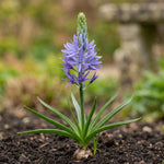 Camassia 'Caerulea' - Harding & Bloom