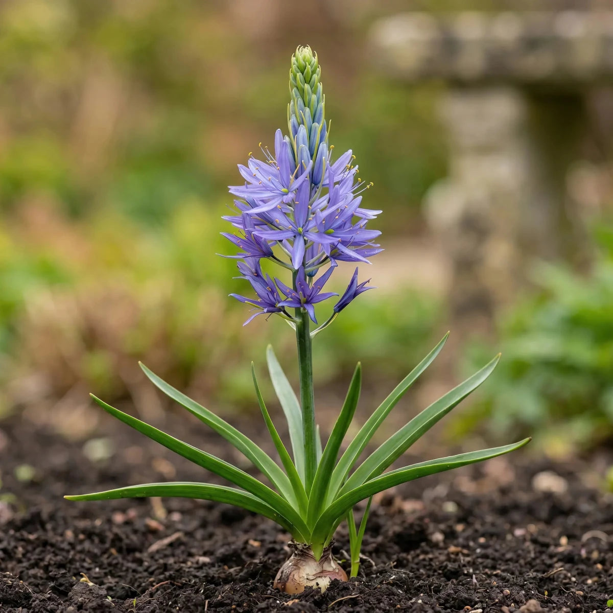 Camassia 'Caerulea' - Harding & Bloom