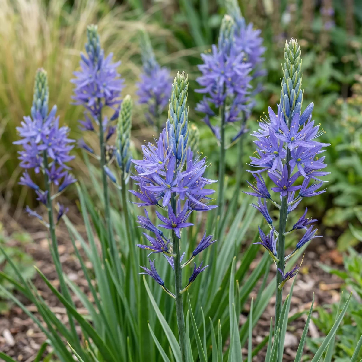 Camassia 'Caerulea' - Harding & Bloom