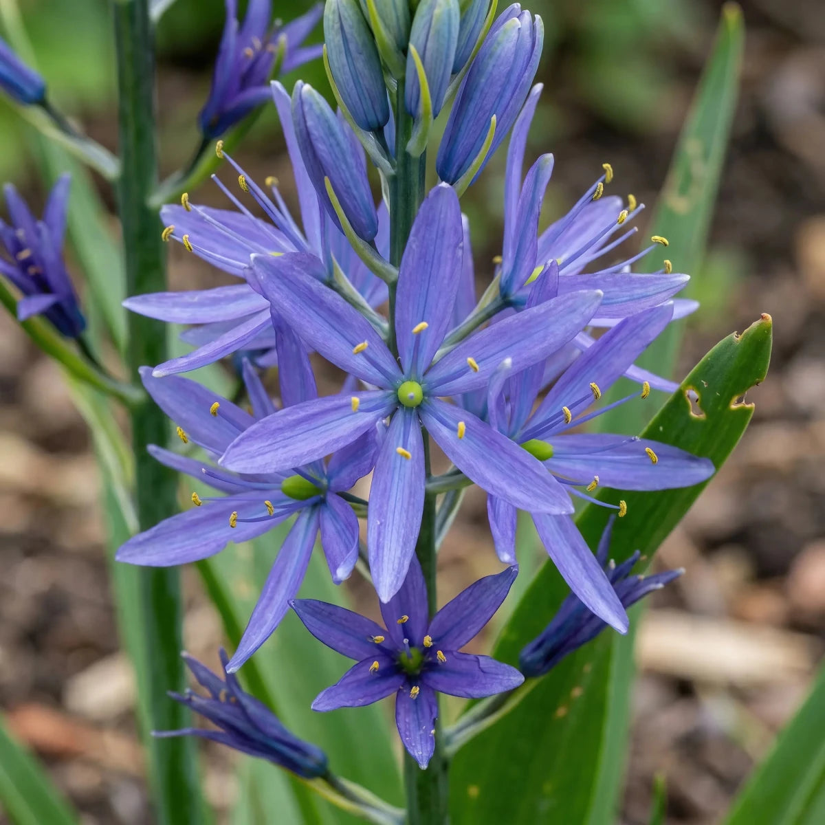 Camassia 'Caerulea' - Harding & Bloom