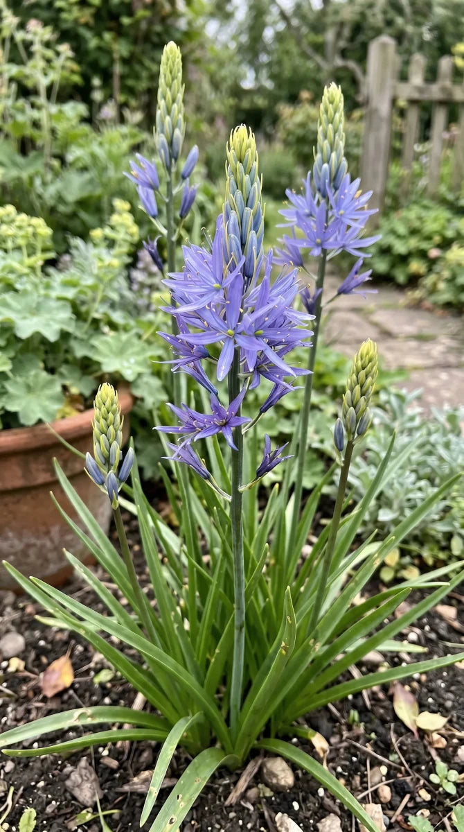 Camassia 'Caerulea' - Harding & Bloom