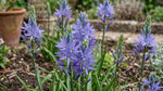 Camassia 'Caerulea' - Harding & Bloom