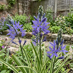 Camassia 'Blue Melody' (Quamash) - Harding & Bloom