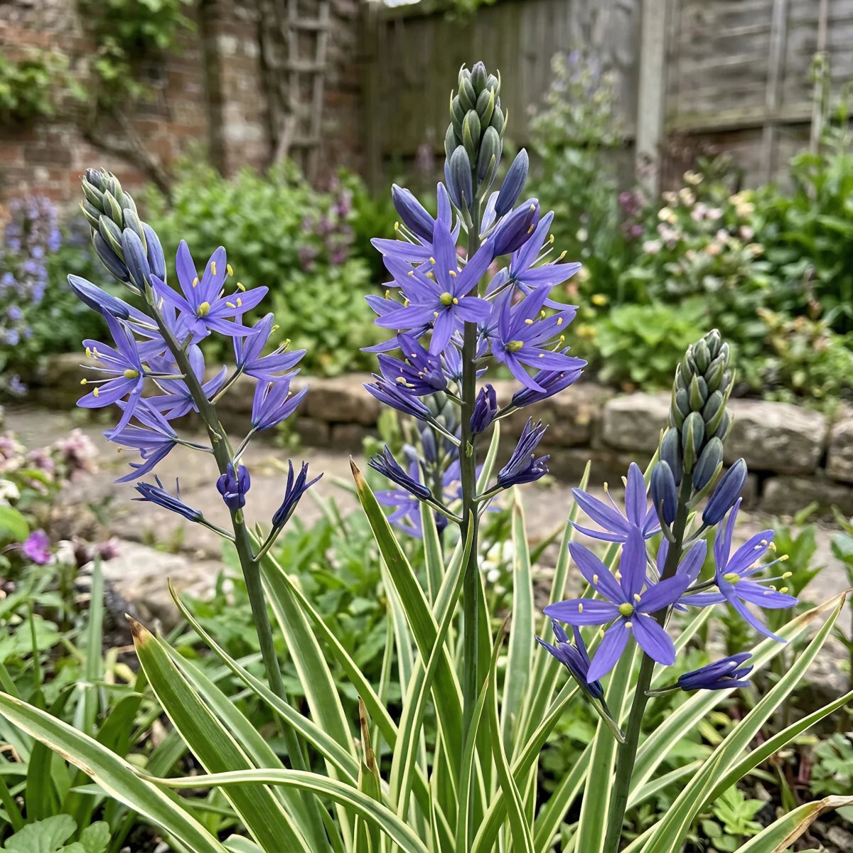Camassia 'Blue Melody' (Quamash) - Harding & Bloom