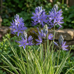Camassia 'Blue Melody' (Quamash) - Harding & Bloom