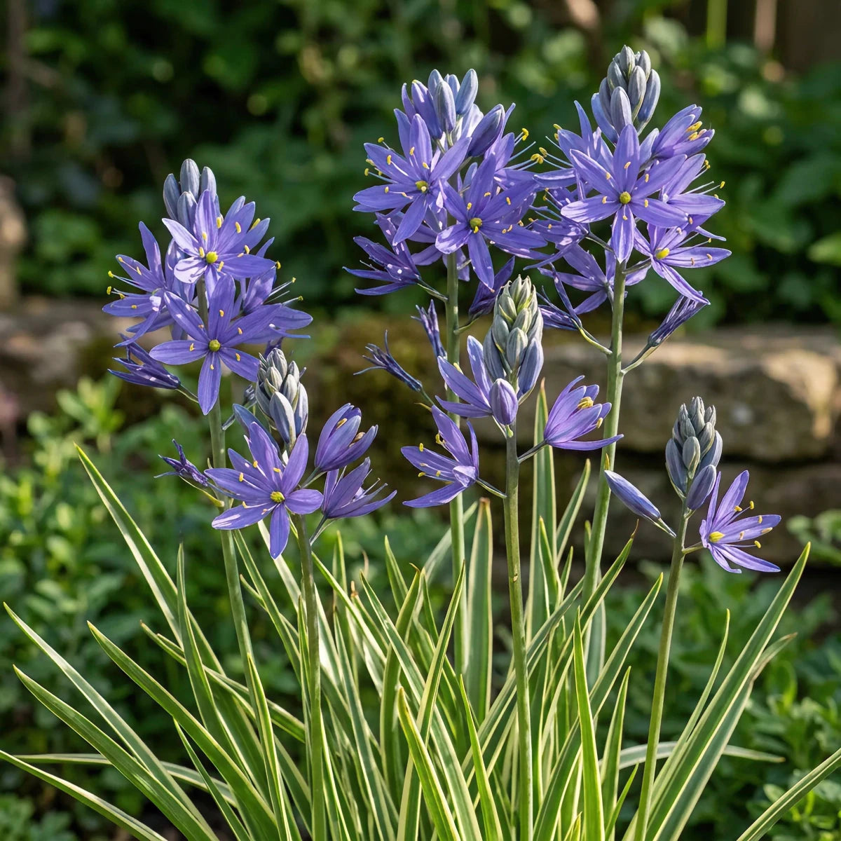 Camassia 'Blue Melody' (Quamash) - Harding & Bloom