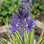 Camassia 'Blue Melody' (Quamash) - Harding & Bloom