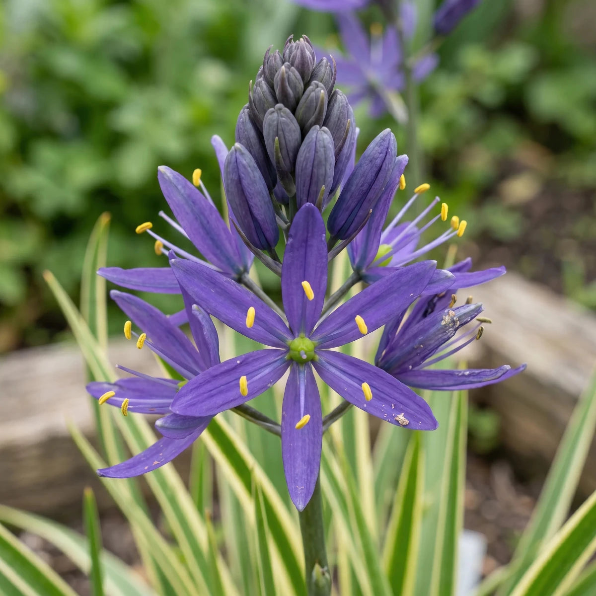Camassia 'Blue Melody' (Quamash) - Harding & Bloom