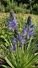 Camassia 'Blue Melody' (Quamash) - Harding & Bloom