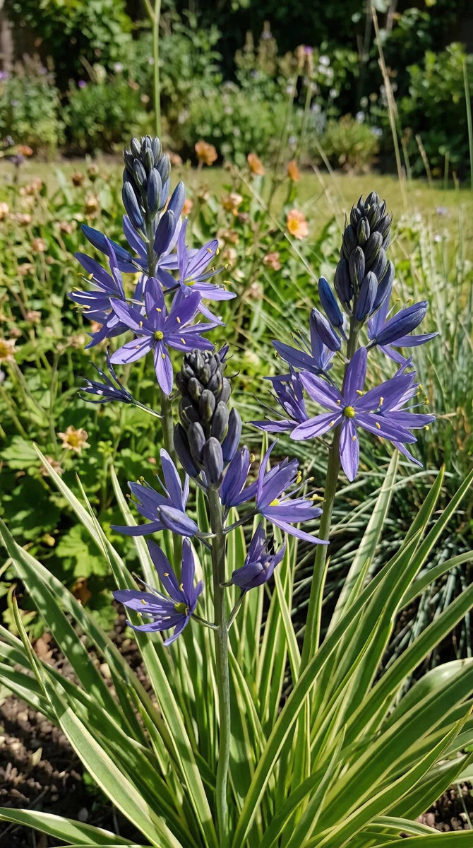 Camassia 'Blue Melody' (Quamash) - Harding & Bloom