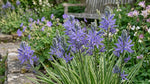 Camassia 'Blue Melody' (Quamash) - Harding & Bloom