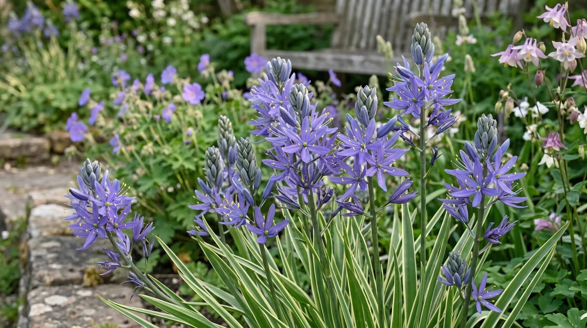 Camassia 'Blue Melody' (Quamash) - Harding & Bloom