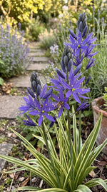 Camassia 'Blue Melody' (Quamash) - Harding & Bloom
