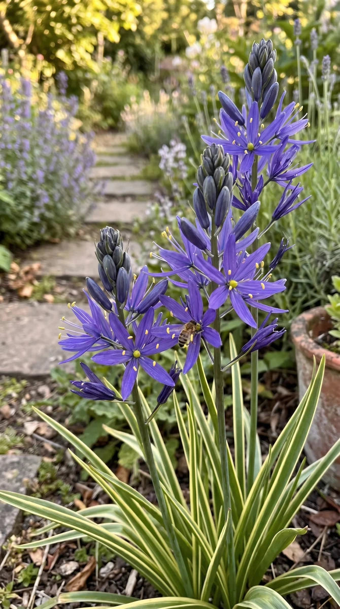 Camassia 'Blue Melody' (Quamash) - Harding & Bloom