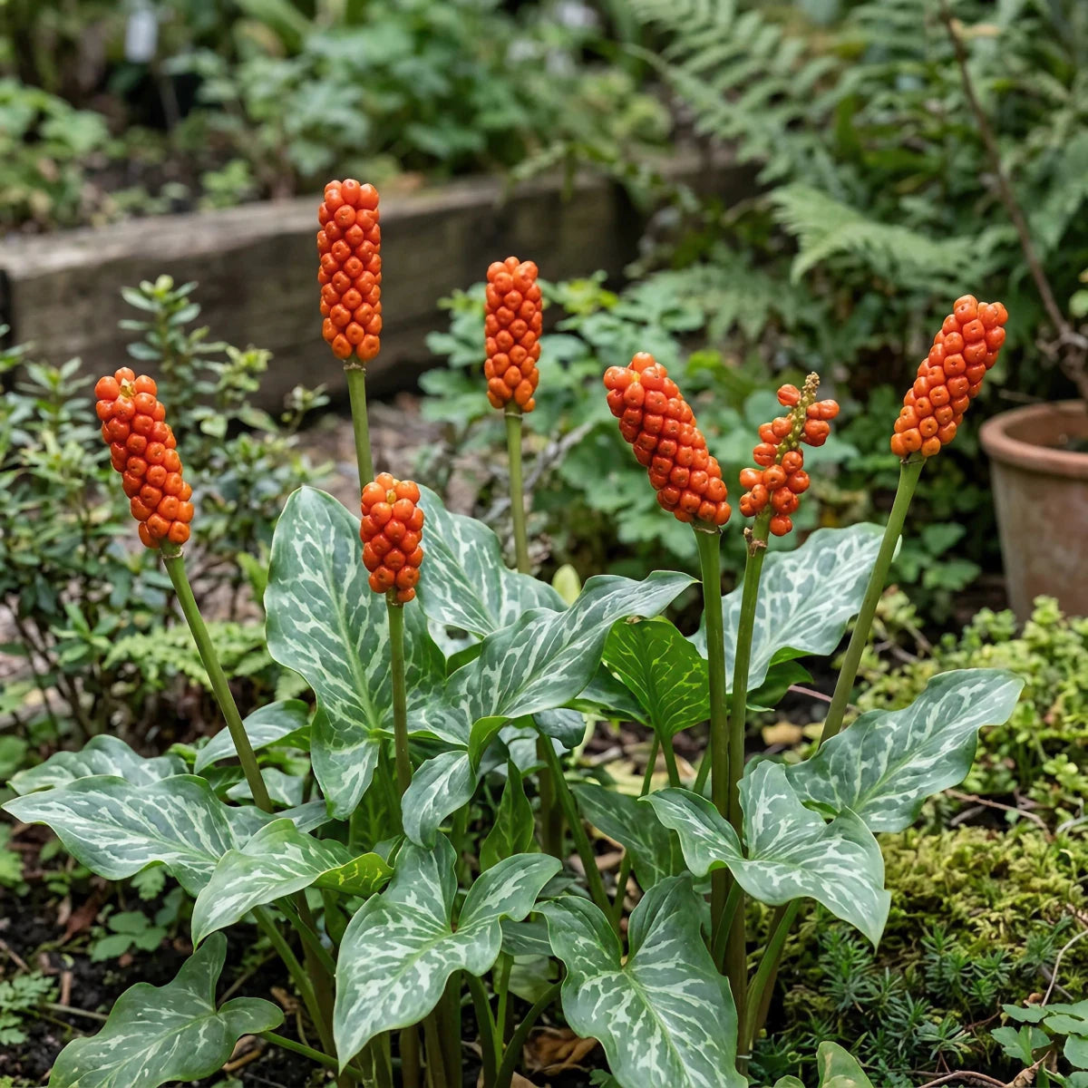 Arum 'italicum' (Italian arum) - Harding & Bloom