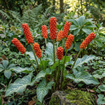Arum 'italicum' (Italian arum) - Harding & Bloom