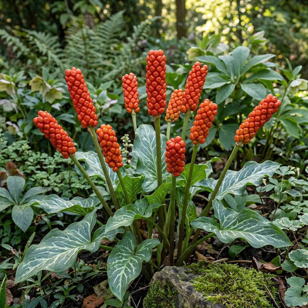 Arum 'italicum' (Italian arum) - Harding & Bloom