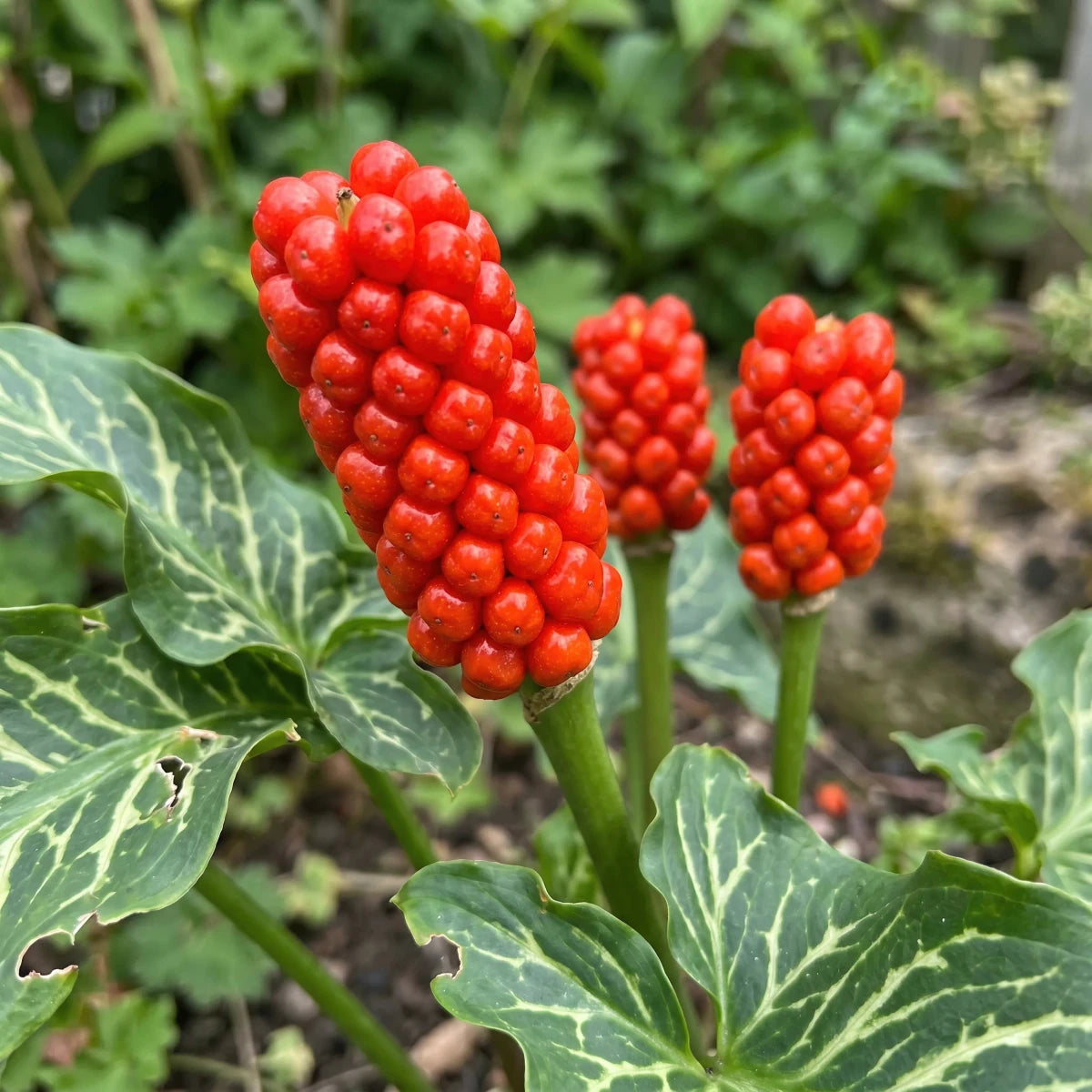 Arum 'italicum' (Italian arum) - Harding & Bloom