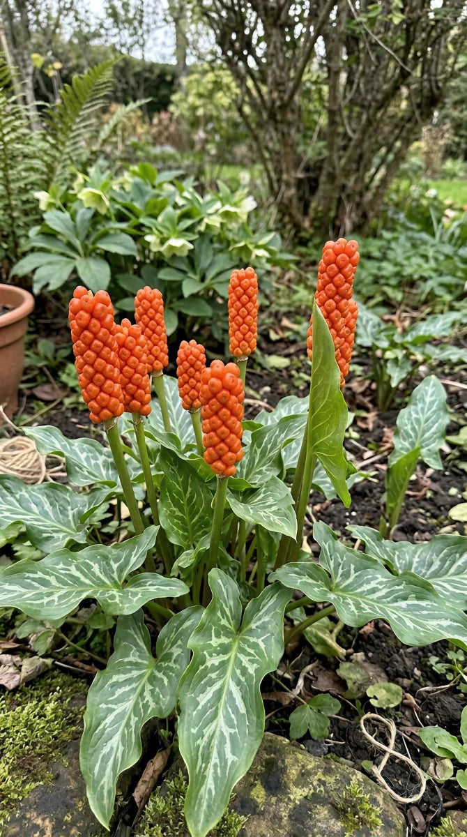 Arum 'italicum' (Italian arum) - Harding & Bloom