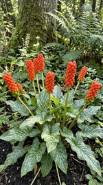 Arum 'italicum' (Italian arum) - Harding & Bloom