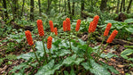 Arum 'italicum' (Italian arum) - Harding & Bloom