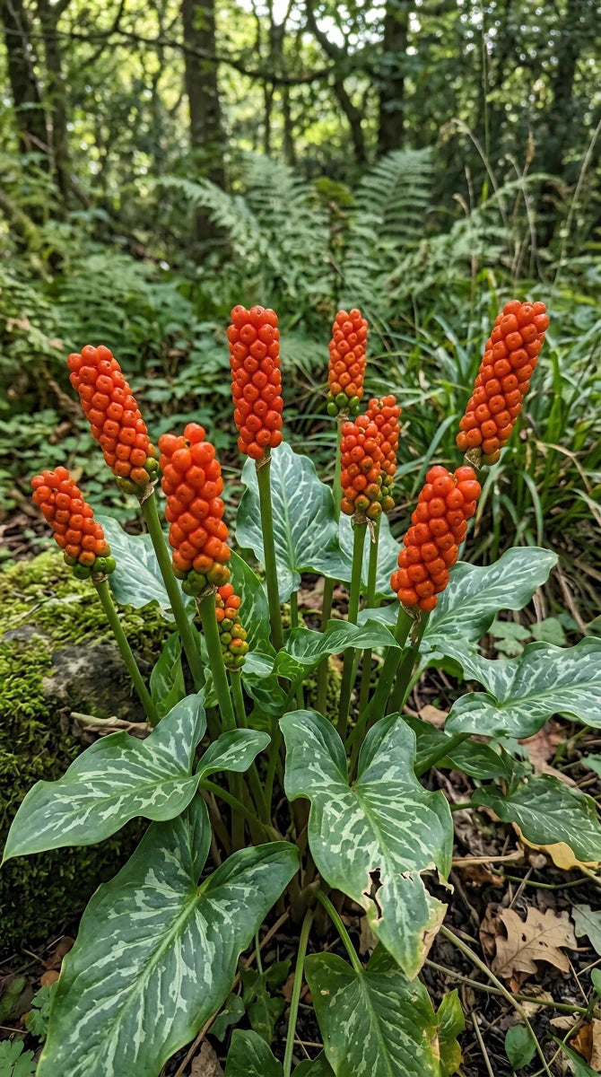 Arum 'italicum' (Italian arum) - Harding & Bloom