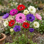 Anemone 'St. Brigid Mixed' - Harding & Bloom