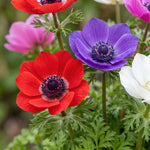 Anemone 'St. Brigid Mixed' - Harding & Bloom