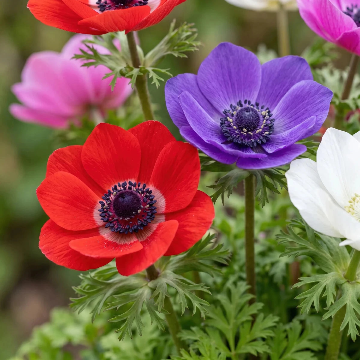 Anemone 'St. Brigid Mixed' - Harding & Bloom