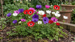 Anemone 'St. Brigid Mixed' - Harding & Bloom