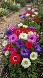 Anemone 'St. Brigid Mixed' - Harding & Bloom
