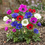 Anemone 'De Caen Mixed' - Harding & Bloom