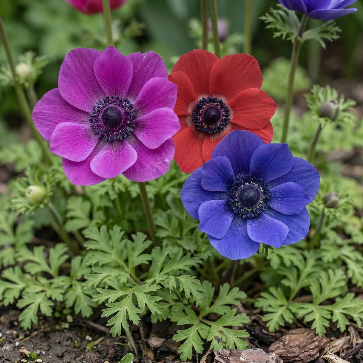 Anemone 'De Caen Mixed' - Harding & Bloom