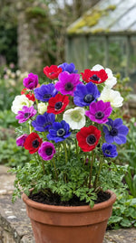 Anemone 'De Caen Mixed' - Harding & Bloom
