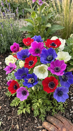 Anemone 'De Caen Mixed' - Harding & Bloom