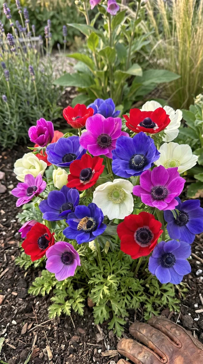 Anemone 'De Caen Mixed' - Harding & Bloom